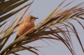 Bruingele Babbelaar 2